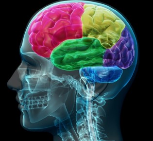 10 мифов о работе головного мозга: правда и вымысел